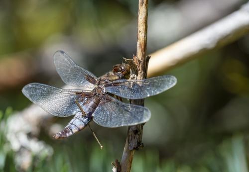 Réf. 265 774 : Libellula depressa